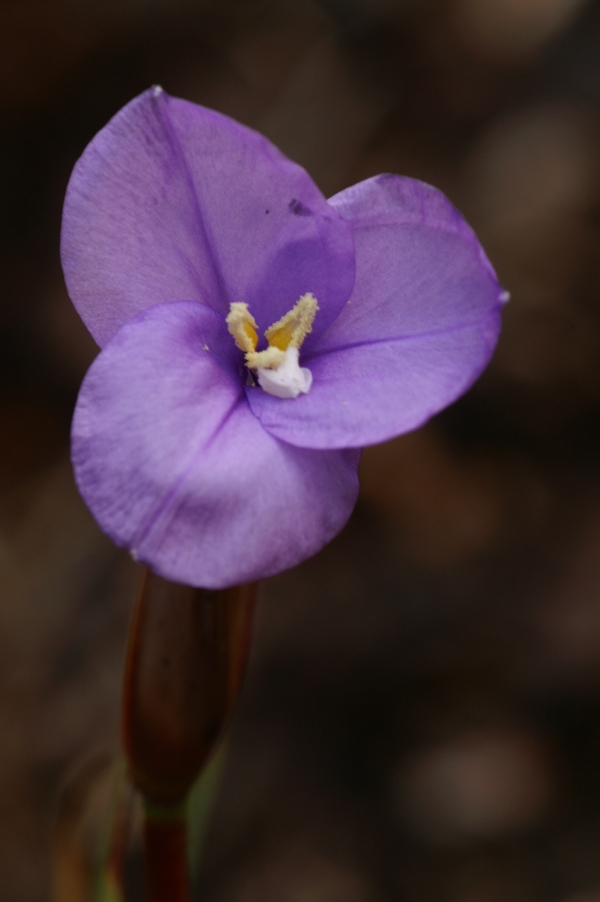 Patersonia occidentalis